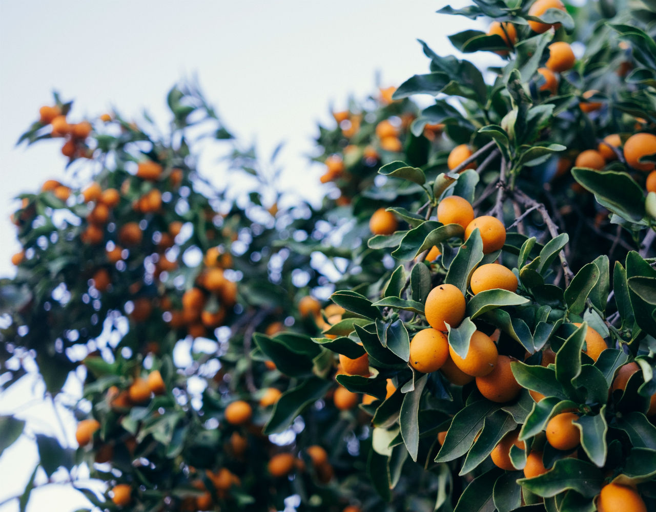 Οικογένεια Μέρλιν: Από τα πορτοκάλια στα υποβρύχια