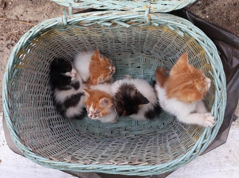 Άλιμος: Γατάκια εγκαταλείφθηκαν για ακόμα μία φορά σε κάδο σκουπιδιών