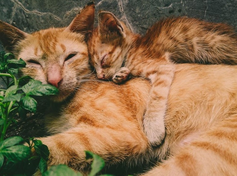Αδέσποτες γάτες: Η σημασία της στείρωσης και το προγραμμα του Δήμου Γλυφάδας