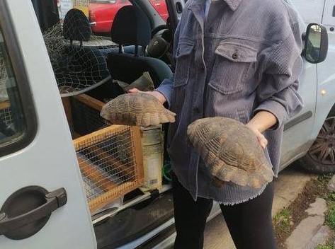 Η ΑΝΙΜΑ συνεχίζει να μαζεύει χελώνες από το εργοτάξιο του Ελληνικού