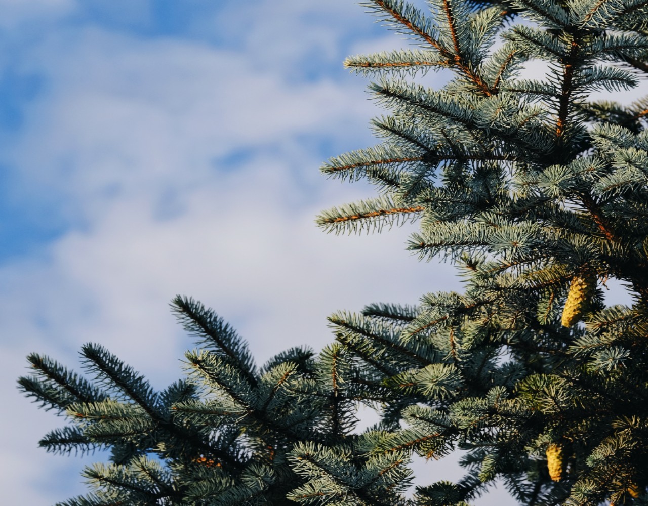 O Δήμος Παλαιού Φαλήρου ανακυκλώνει τα χριστουγεννιάτικα δέντρα