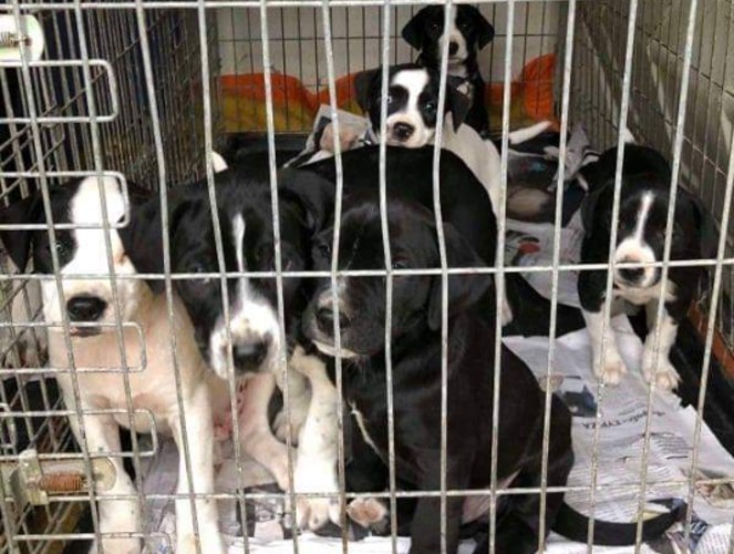 Παλαιό Φάληρο: Ο Δήμος ψάχνει σπίτι σε 12 εγκαταλελειμμένα σκυλάκια