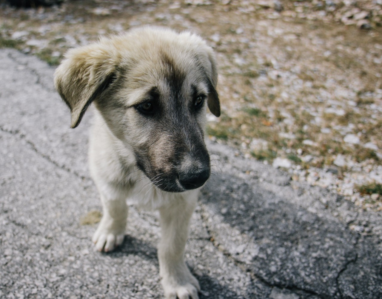 Υιοθετήθηκαν τα σκυλάκια που φιλοξενούνταν σε προσωρινό χώρο στη Β’ Πλαζ Βούλας