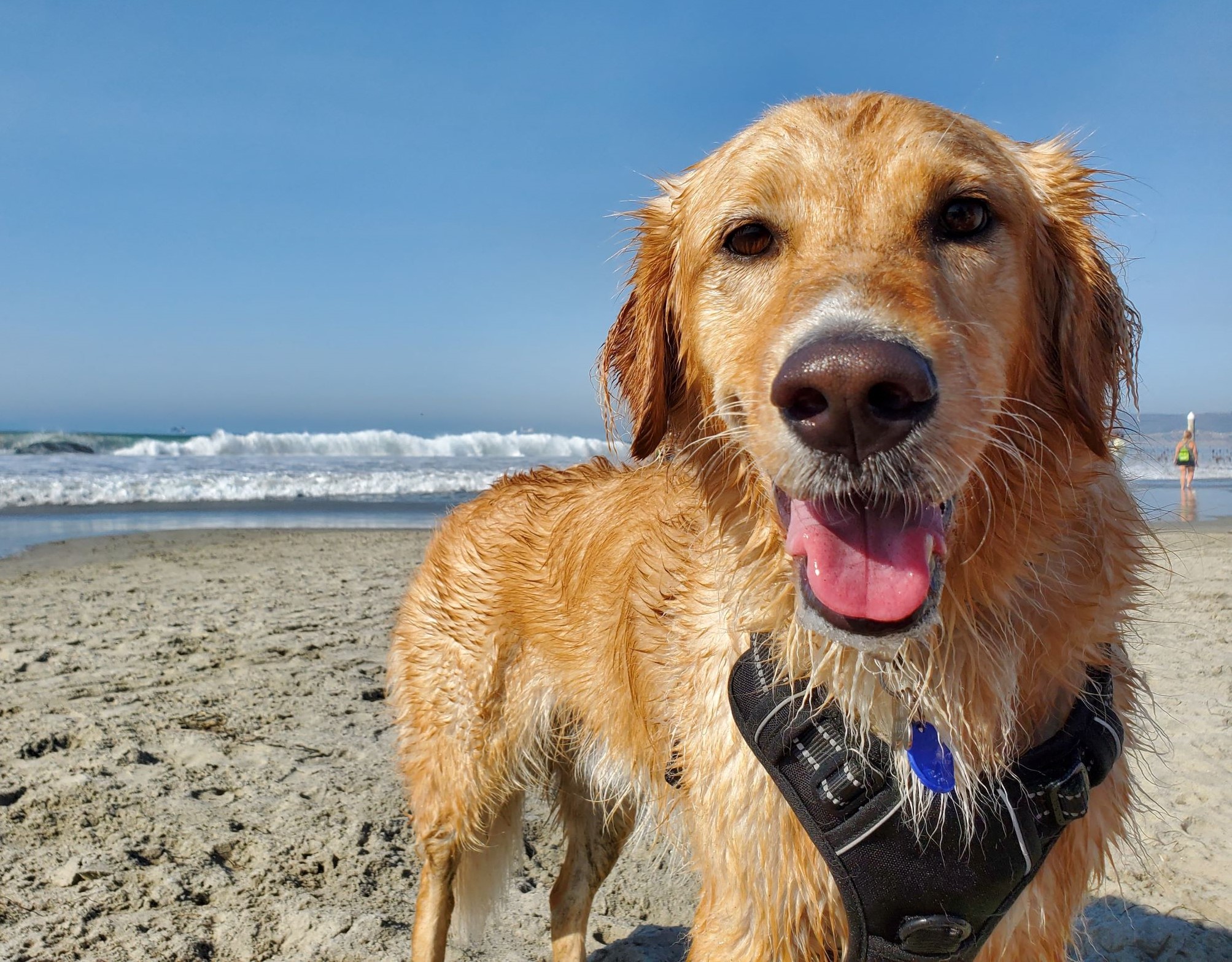 Σκύλοι και θάλασσα: Όλα όσα πρέπει να ξέρεις