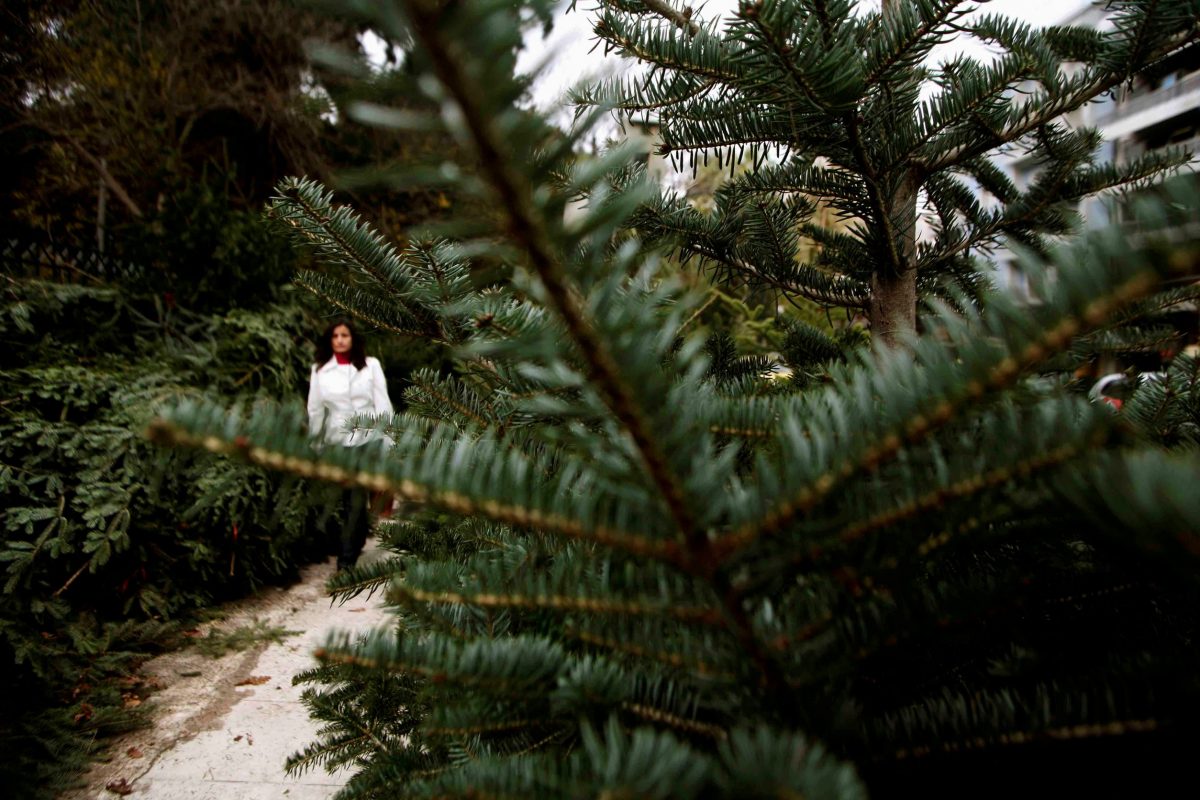 Φυσικό χριστουγεννιάτικο δέντρο: Οι τιμές, η προέλευση και τα σημεία πώλησης στα νότια προάστια