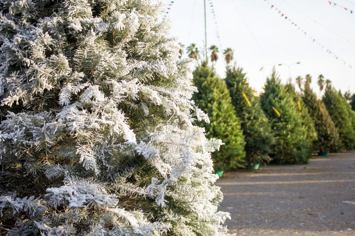 Φυσικό ή τεχνητό χριστουγεννιάτικο δέντρο: Ποιο είναι πιο οικολογικό;