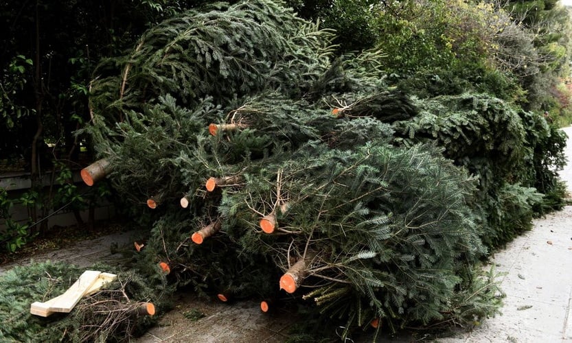 Ο Δήμος Αλίμου ανακυκλώνει τα χριστουγεννιάτικα δέντρα