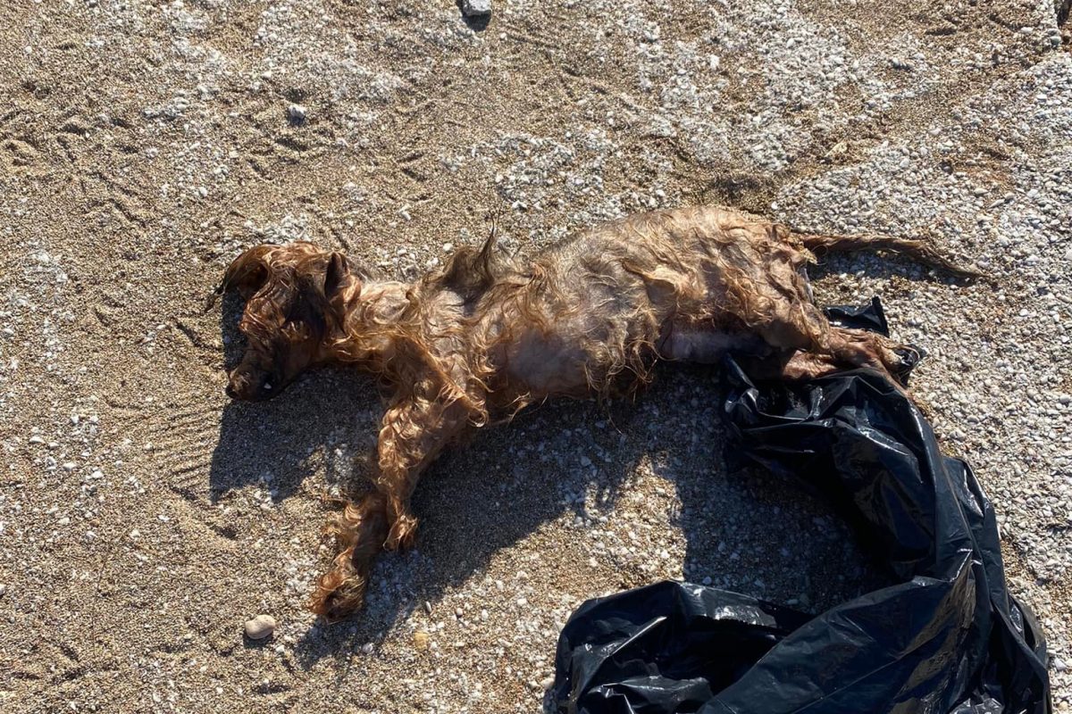 Απίστευτη βαρβαρότητα στη Βούλα: Πέταξαν σκύλο στη θάλασσα μέσα σε δεμένη σακούλα