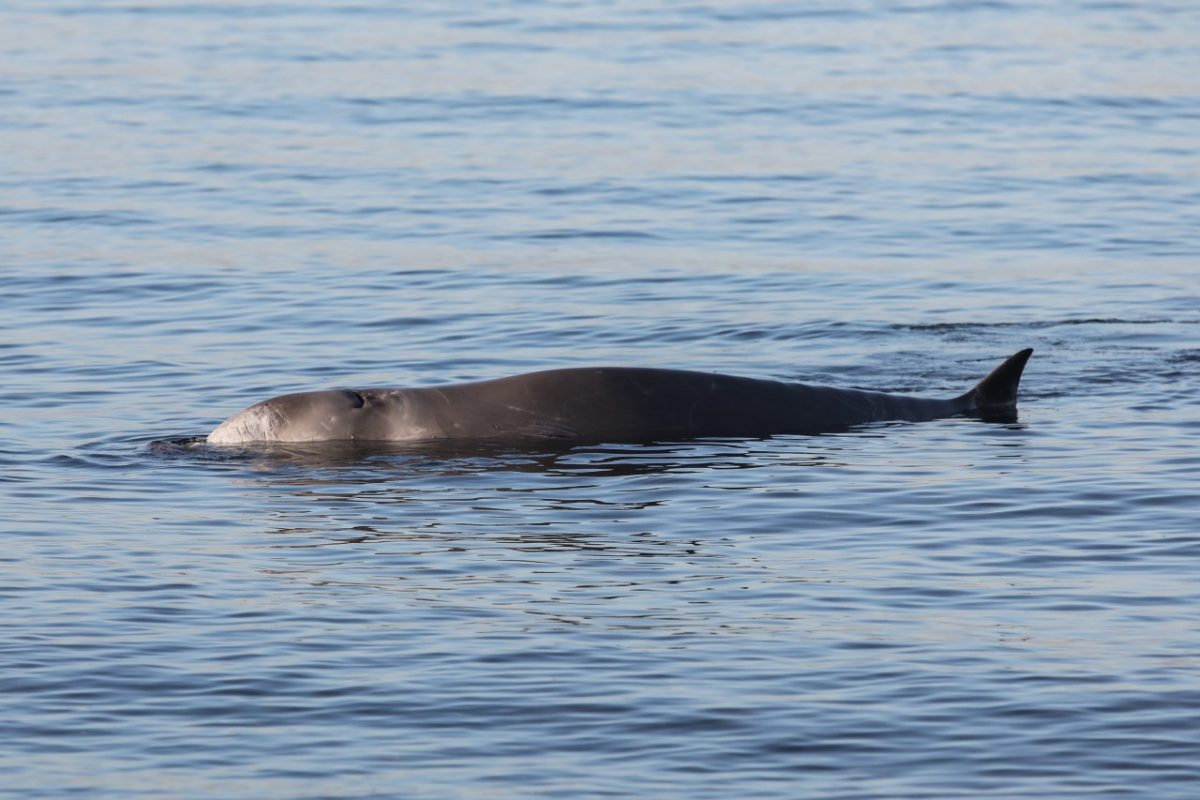 Απίστευτο θέαμα σε Βουλιαγμένη και Άλιμο: Στα ρηχά μικρή φάλαινα – Είναι τραυματισμένη