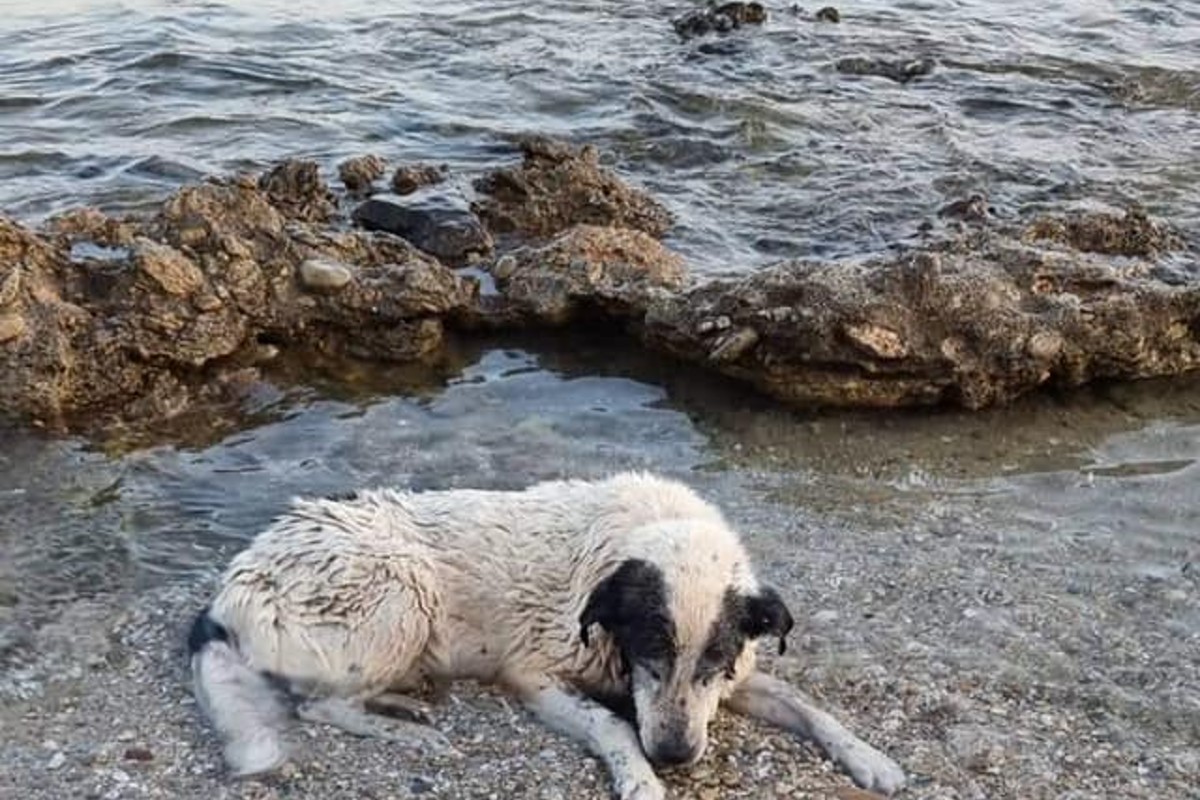 Πέθανε σκυλάκι που έμεινε αβοήθητο σε παραλία της Αγίας Μαρίνας