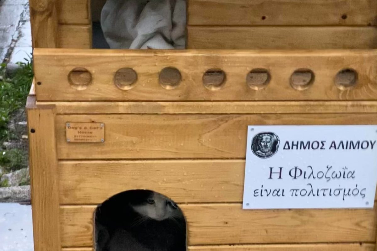 Δήμος Αλίμου: Τοποθέτησε ξύλινα σπιτάκια για τις αδέσποτες γάτες